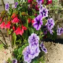 Rediscovering my Garden artwork