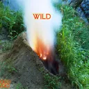 WILD FIRE artwork