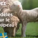 Episode 1564: ECCLESIO-Pod SOYEZ DES MODELES POUR LE TROUPEAU - Une Courtoisie de l'IBN artwork
