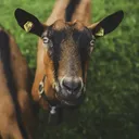 Ep. 198: Reasons why we need Livestock database in Nigeria artwork