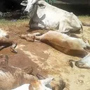 Fegasacruz reporta la muerte de cinco mil cabezas de ganado por sequía artwork