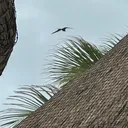 嵐の前のメキシコ🇲🇽より(再)雨音・風・鳥・シンギングボウルの音 artwork