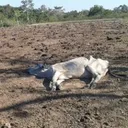 Ganaderos del Beni reportan pérdidas de 130 millones de dólares por sequía e incendios artwork