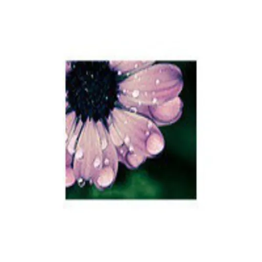 Podcast webquest la primavera selena Artwork