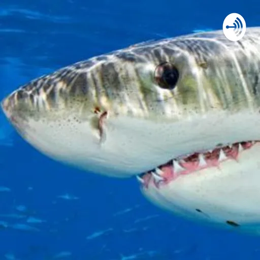 Be the Shark Recovery Podcast Artwork