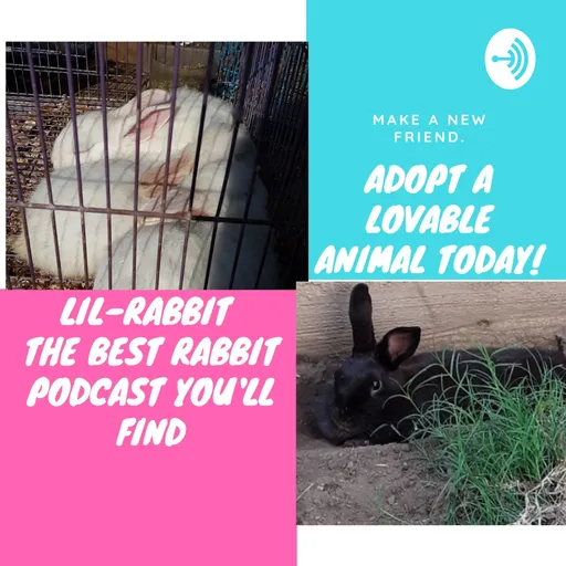 The Rabbit Podcast Artwork