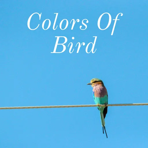 Couleurs D'un Oiseau Artwork