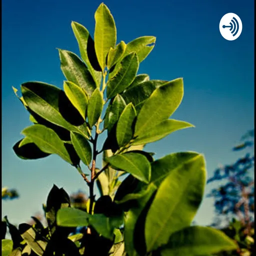 Podcast sobre cocaina Artwork