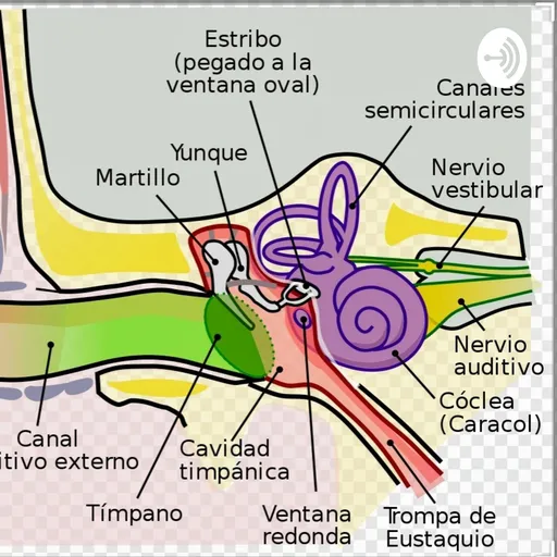 Anatomía Del Oído Artwork