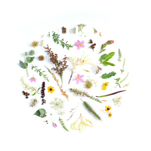 Confiança Artwork